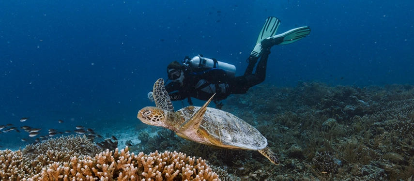 Scuba diver glides beside a sea turtle above vibrant coral reefs, revealing the extraordinary marine life of Raja Ampat.
