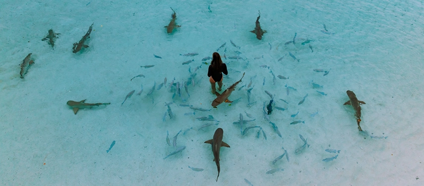 Traveller wading among reef sharks and schooling fish in crystal-clear shallows, an extraordinary marine encounter.
