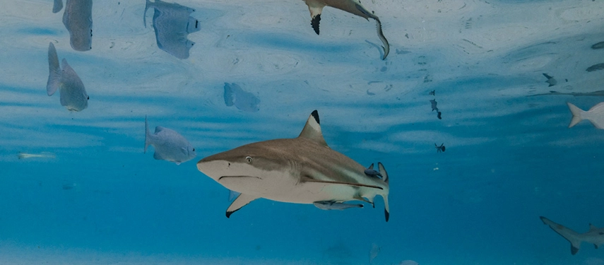 Close-up of reef sharks gliding gracefully through clear shallow waters, showcasing Indonesia’s thriving marine ecosystems.