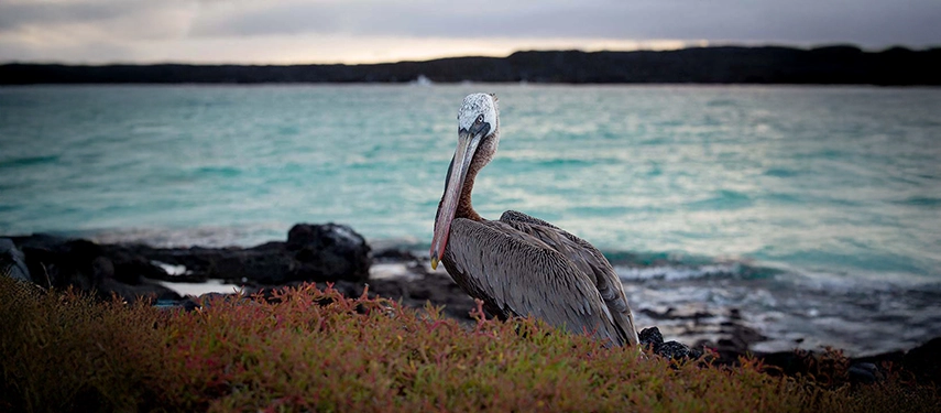 A brown pelican rests on Galápagos shoreline vegetation, the turquoise sea and distant yacht forming a tranquil backdrop.