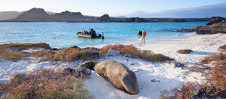 A sea lion rests on a white-sand Galápagos beach as Aqua Mare guests approach the shore by tender for an afternoon island exploration.