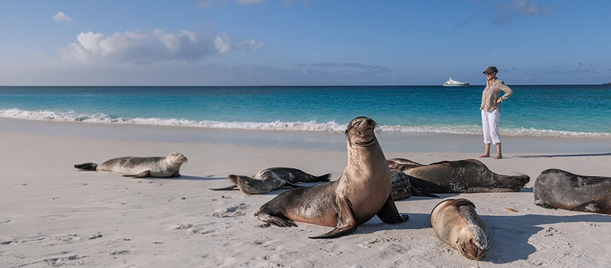 A traveller stands among sea lions basking on soft white sand, the turquoise water of the Galápagos shimmering behind.