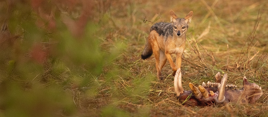 A black-backed jackal standing near a carcass in the golden grass of the Masai Mara.