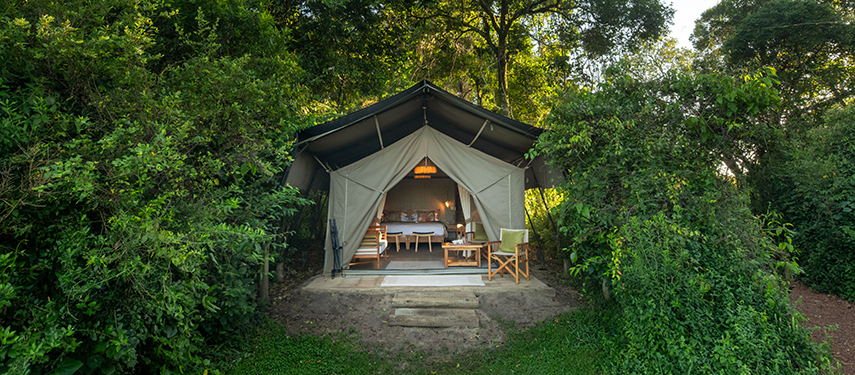 Canvas guest tent framed by dense greenery with its front flaps open to reveal a cosy interior.