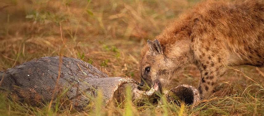 A spotted hyena feeding on a carcass in dry grassland.