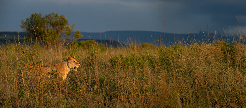 A lioness standing alert in tall grasses beneath dramatic skies.