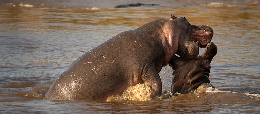 Two hippos engaged in playful sparring in the muddy waters of the Talek River.