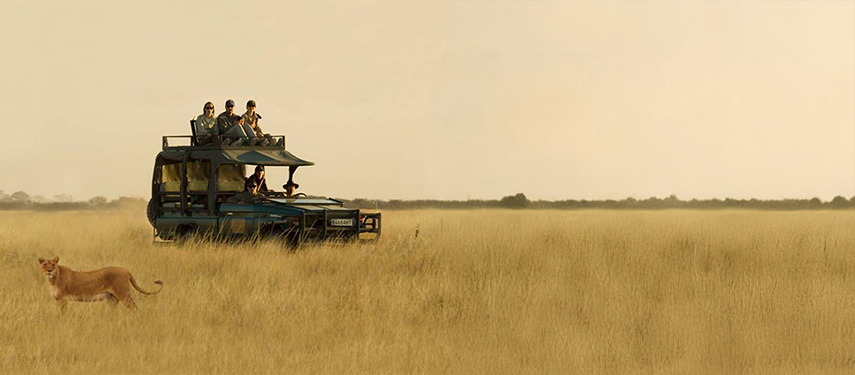 A lioness walks through golden grass as guests observe from a safari vehicle during a game drive.