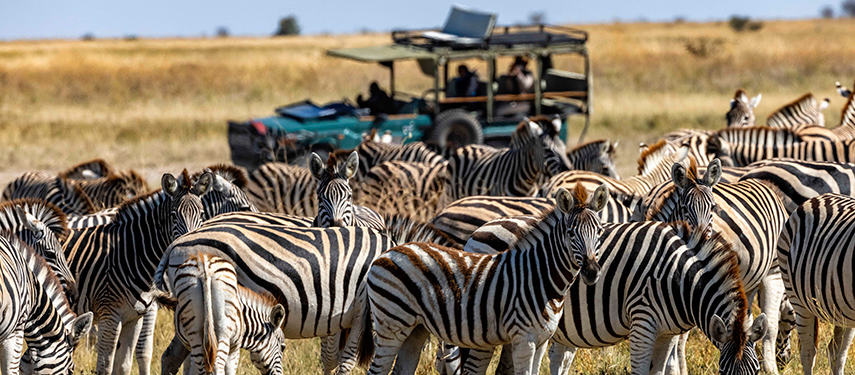 A herd of zebras grazes while a safari vehicle with guests looks on in Botswana’s Makgadikgadi Pans.