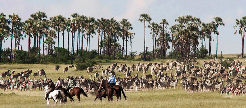 Guests on horseback ride past a large herd of zebras with palm trees in the background.