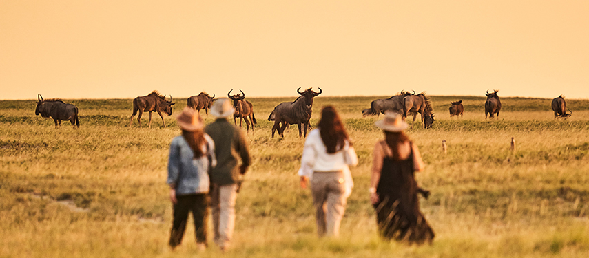 Guests on a walking safari approach a herd of wildebeest grazing in the golden evening light.