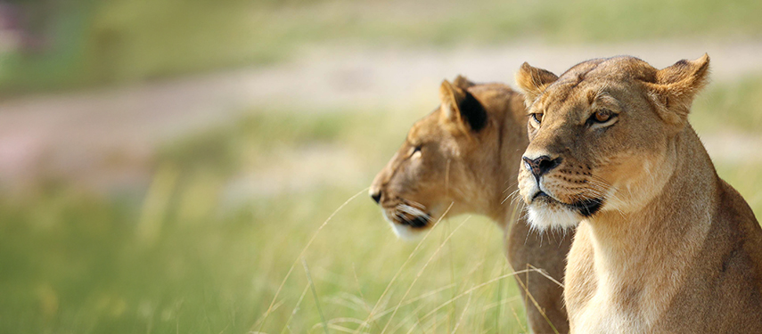 Two lionesses gaze attentively across the grasslands in Botswana.