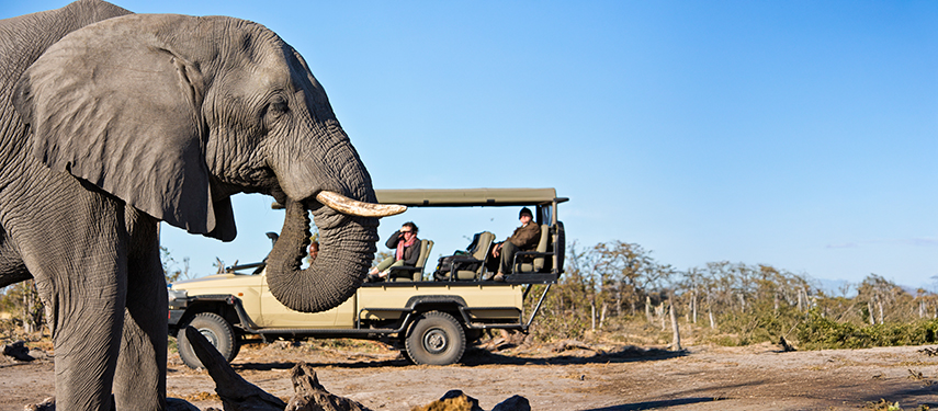 Guests on a game drive observe an elephant up close in the Khwai Private Reserve.