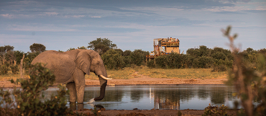 An elephant drinks at the waterhole with a Skybed platform visible in the background.