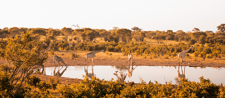 A group of giraffes drinking at a waterhole in the golden light near Skybeds.
