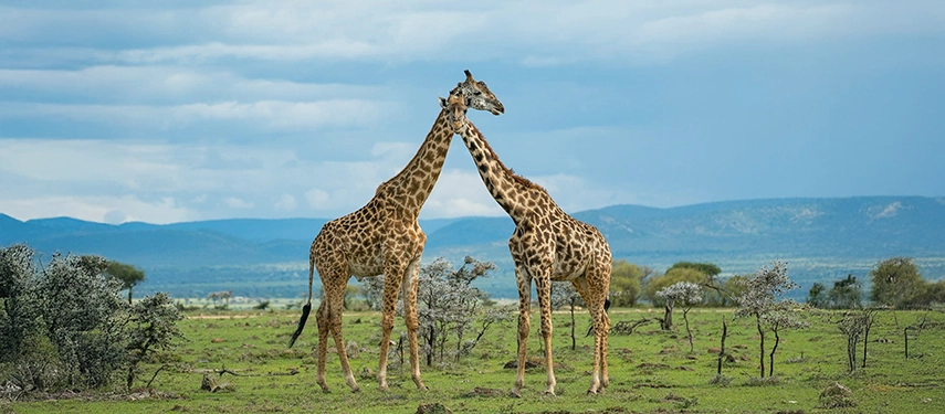 Two giraffes nuzzling on the open plains of the Masai Mara, captured against a dramatic sky and acacia-dotted landscape.