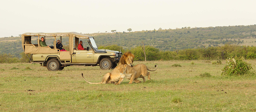 Safari vehicle observing two lions interacting on the open plains of the Masai Mara, offering guests a front-row view of big cat behaviour.