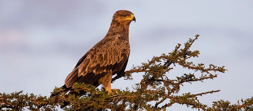 Tawny eagle perched on an acacia branch at Basecamp Masai Mara, captured in golden light against the soft tones of the sky.