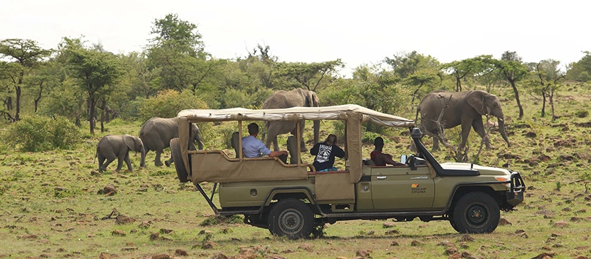 Safari vehicle observing a herd of elephants grazing in the Masai Mara, part of a wildlife viewing drive with Basecamp Explorer.