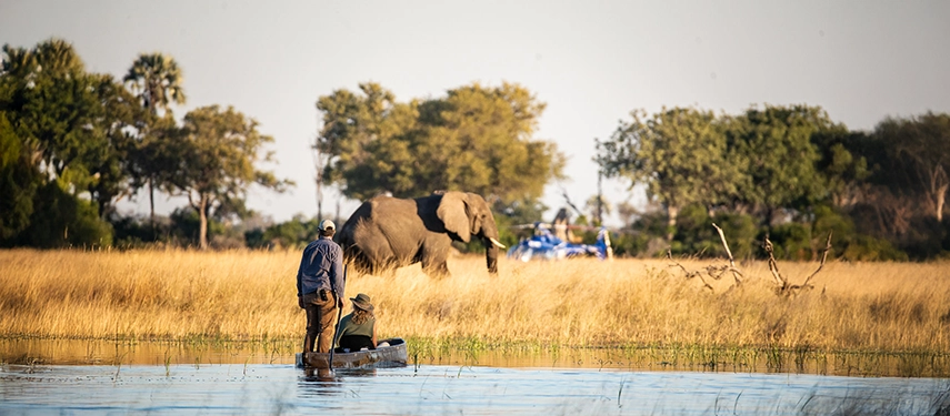 A mokoro safari drifts quietly through golden reeds as elephants graze nearby in the Okavango Delta floodplains.