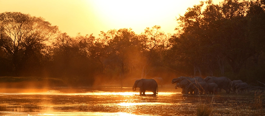 Elephants wade through glowing floodwaters at sunset, a classic Okavango Delta scene rich in atmosphere and scale.