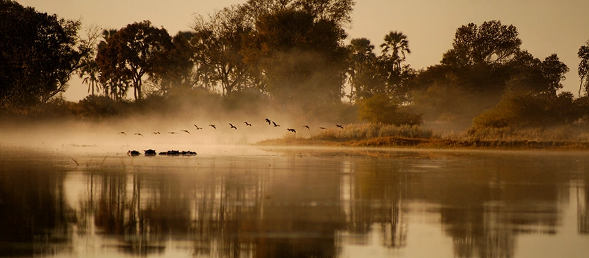 Morning mist rises over the Gomoti River as hippos and birdlife gather along the water’s edge in the Okavango Delta.