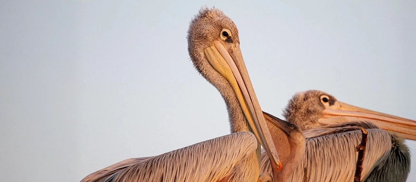 Close-up of a pelican pair at the Kanana heronry, a renowned birding site in Botswana.