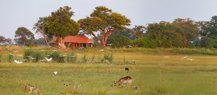 Wildlife grazing in the wetlands with white birds in flight and a safari tent in the distance.