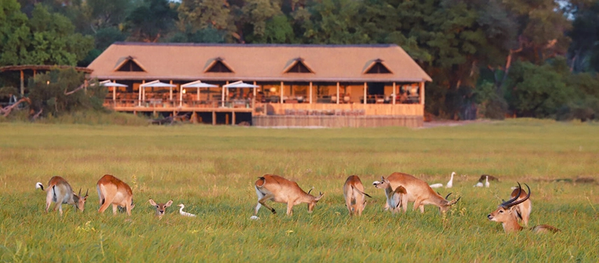 Herd of red lechwe grazing on the floodplain with Kanana Camp’s main lodge in the background.