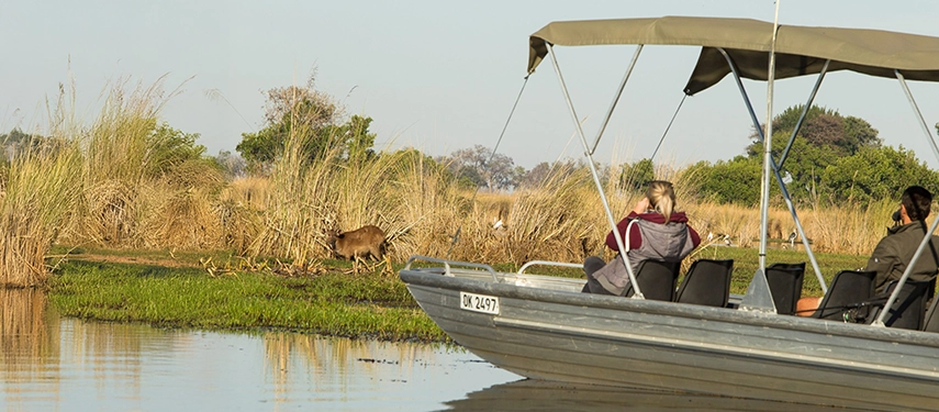 Scenic motorboat safari on the Xudum River with guests viewing a waterbuck on the bank.