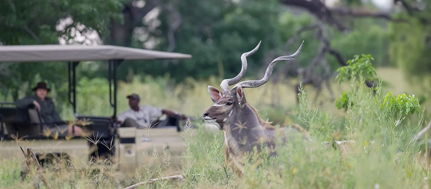 Kudu bull standing alert in the tall grass while guests observe quietly from a game drive vehicle.