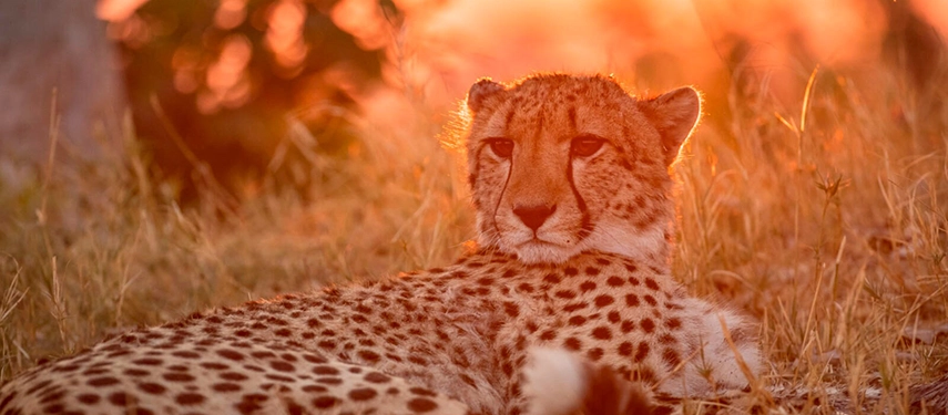 Cheetah resting in the warm glow of sunset, its coat illuminated by the soft evening light.