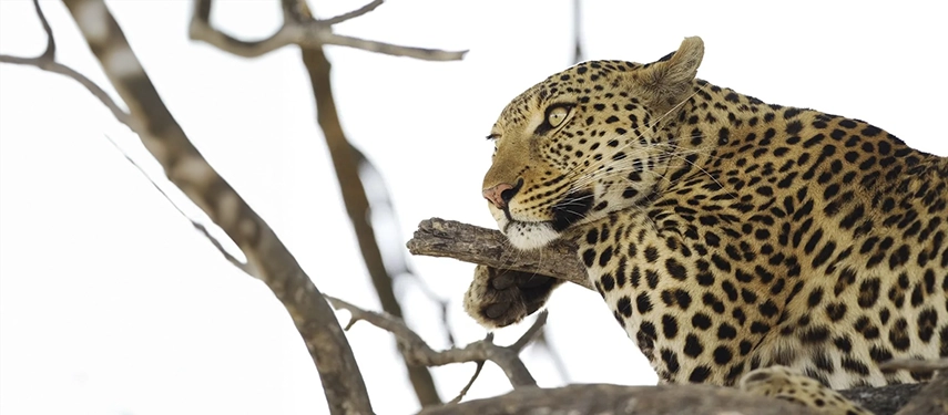 Leopard resting in a tree, gazing intently across the bush near Kanana Camp.