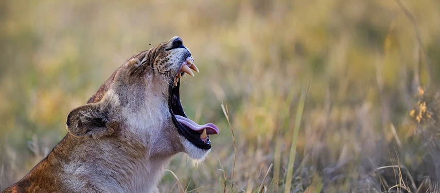 Lioness yawning in the early light, revealing her teeth and powerful jaw near Kanana Camp.