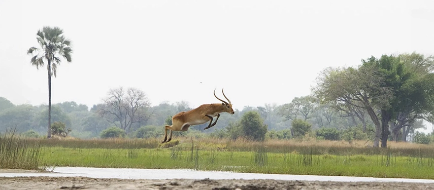 Red lechwe antelope captured mid-leap over a channel in the Okavango Delta near Kanana Camp.