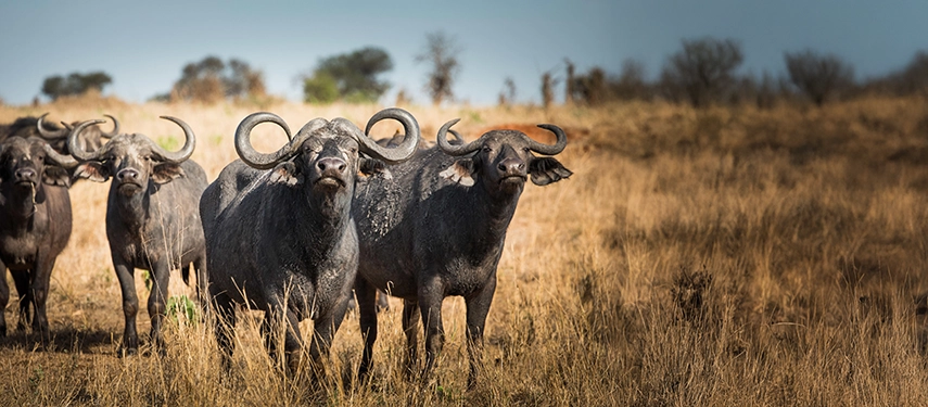 A tight herd of Cape buffalo stand alert in tawny grasslands, their horns catching the light as they survey the savannah.