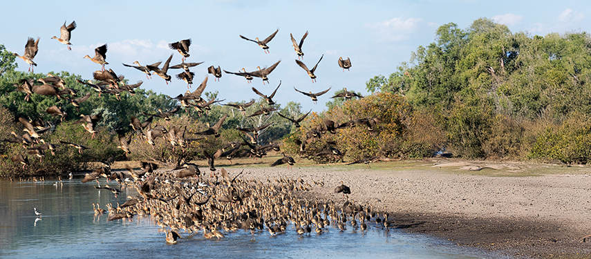 Flock of birds taking flight over a riverbank at Bullo River Station