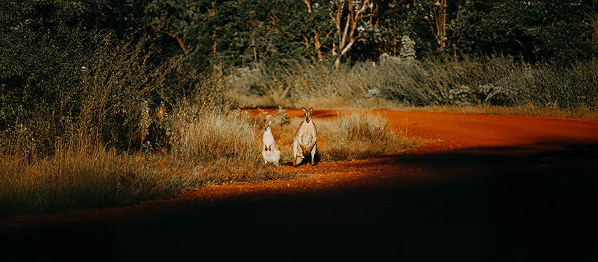 Two agile wallabies standing on a red dirt road
