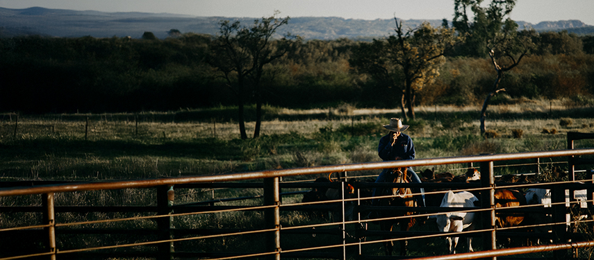 Horseman preparing cattle at dawn in the paddocks