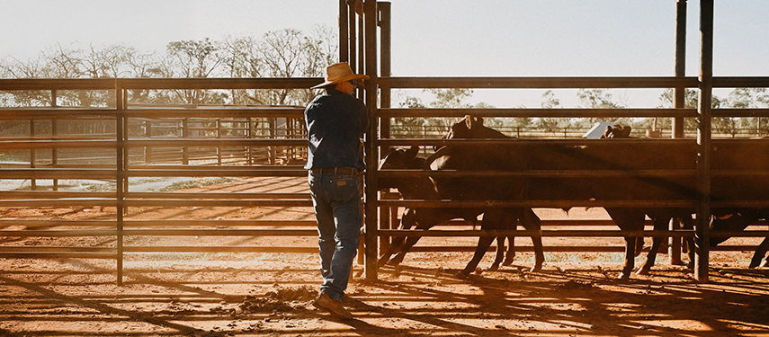A stockman working cattle through the yards at Bullo River Station