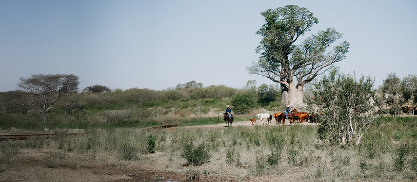 Stockmen mustering cattle near an ancient boab tree
