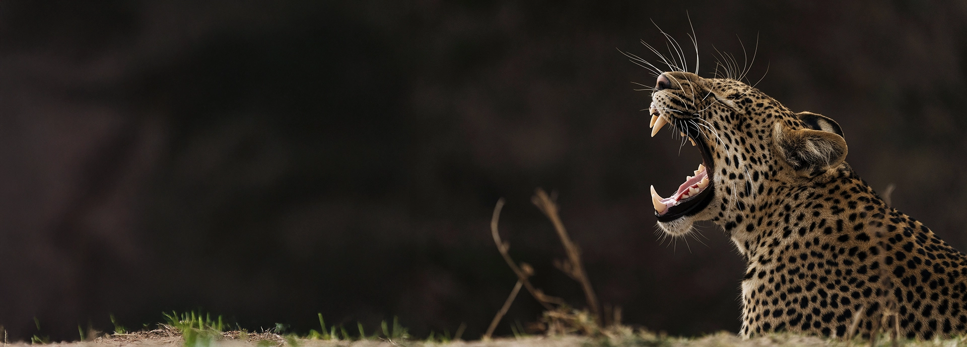 A close-up portrait of a leopard mid-yawn in South Luangwa National Park, highlighting the park’s exceptional big cat sightings near Time + Tide Luwi Camp.