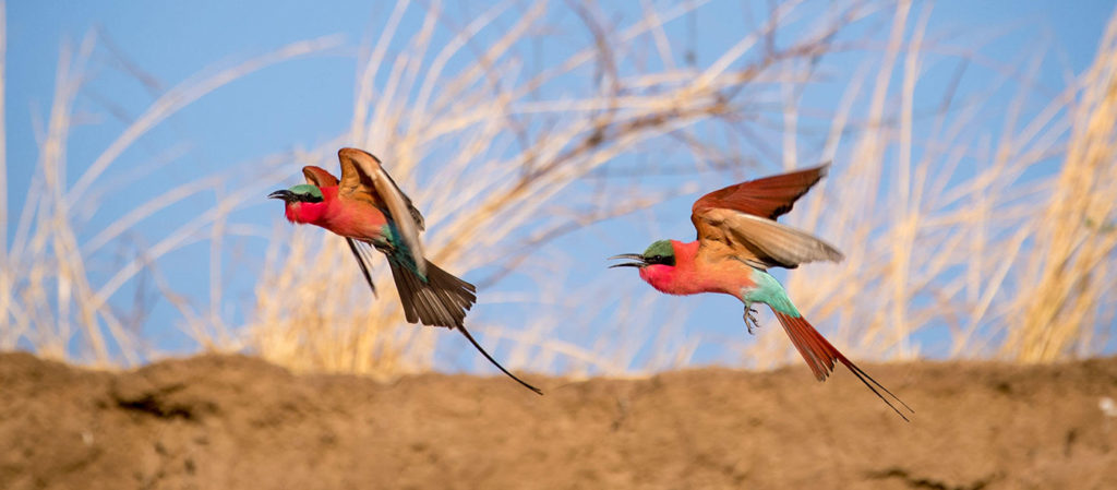 Carmine bee-eaters at Mwamba Camp Zambia