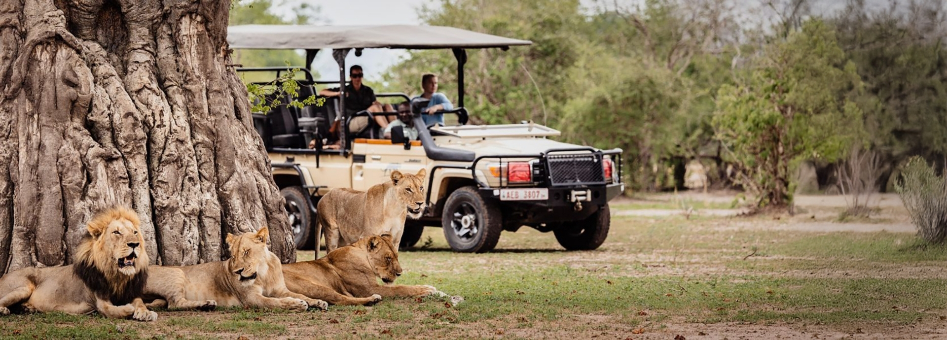 Guests watcha pride of lion from a game vehicle in South Luangwa National Park, Zambia.