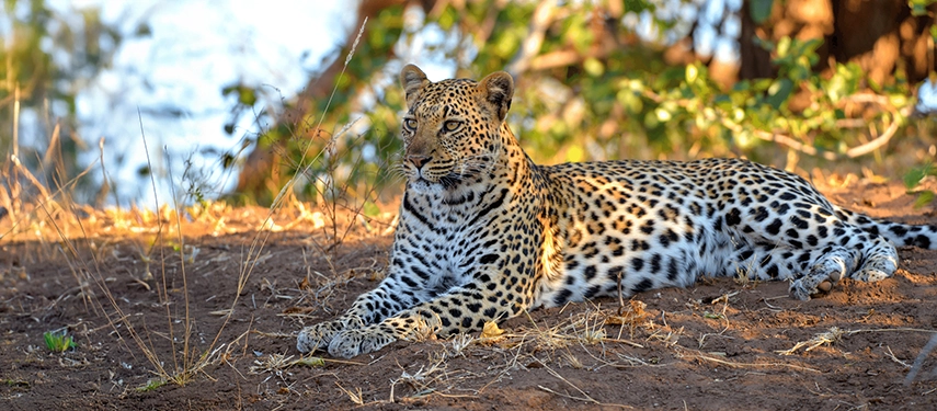 Leopard resting in the shade at Chobe Marina Lodge