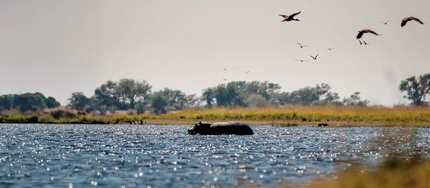 Traditional mokoro canoeing at sunset near Thamalakane River Lodge