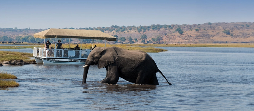 An elephant wades through the Zambezi River as guests observe quietly from a shaded river cruise near Chundukwa.