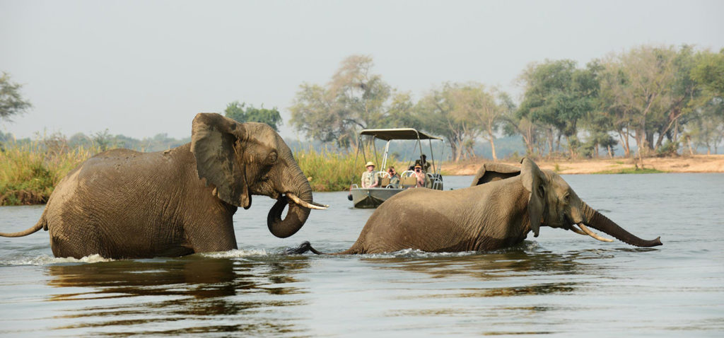 Elephants are some of the more common wildlife in Zambia, seen here crossing the Zambezi River