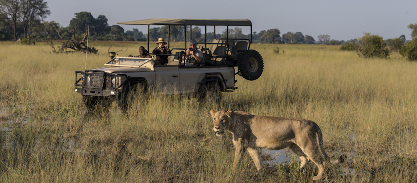Lion cub leaping through the Okavango Delta, Big Cat Safari.