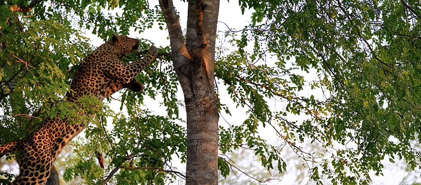 A female leopard leaps from tree to tree to reach her kill in South Luangwa National Park, Zambia.